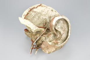 clastic model of the ear