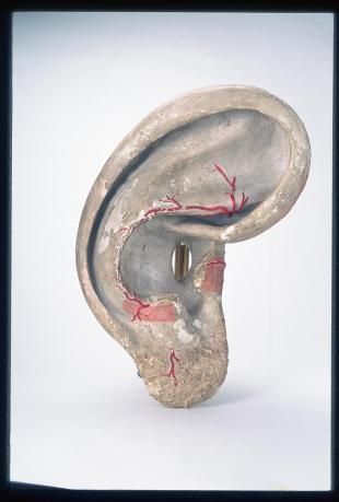 clastic model of the outer ear