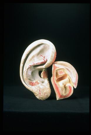 clastic model of the human ear